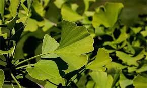 Ginkgo Biloba tree