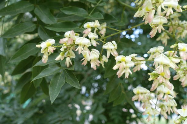 Sophora japonica - Rutin and Quercetin source
